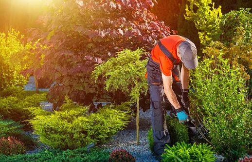 Gardener Garden Works. Caucasian Gardener at Work. Beautiful Summer Day in the Garden